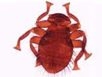 Piojo de la Abeja